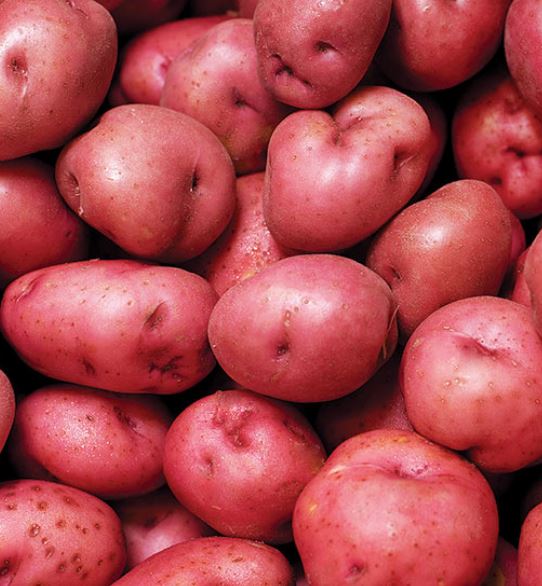 Potatoes, Organic New Red or Gold - Langwater