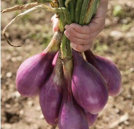 Onions Long de Tropea Organic New Crop