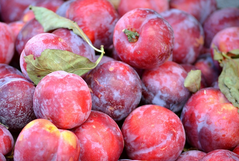 Plums, Native Red