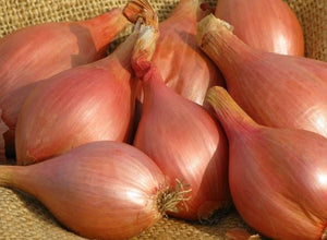Onions, Shallots Organic, Langwater