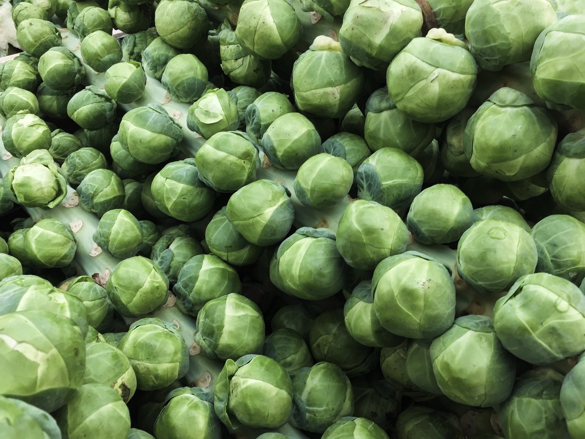 Brussels Sprouts On Stalk Organic