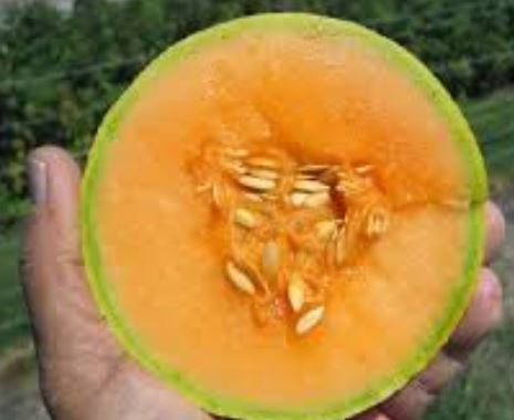 Cantaloupe Sugar Cube