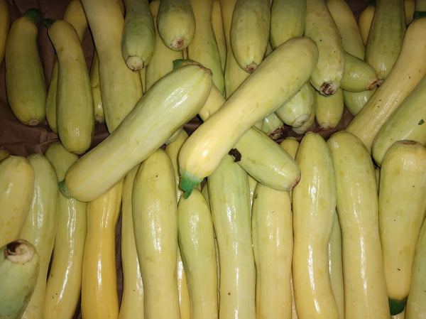Squash Summer Organic Langwater