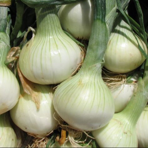 Onions Walla Walla Sweet New Crop Organic