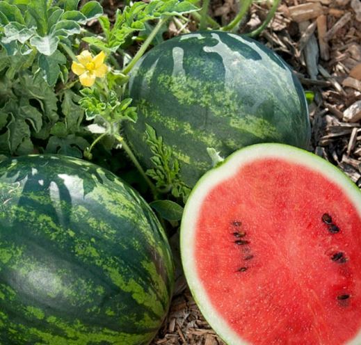 Watermelon Round Red Wards